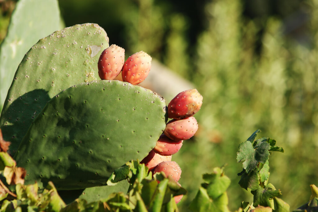 Nature-Powered, Pollution-Proof